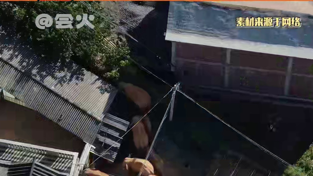 云南人 你们真的把大象养得很好#动物  #大象  #涨知识  #云南大象迁徙  #保护野生动物