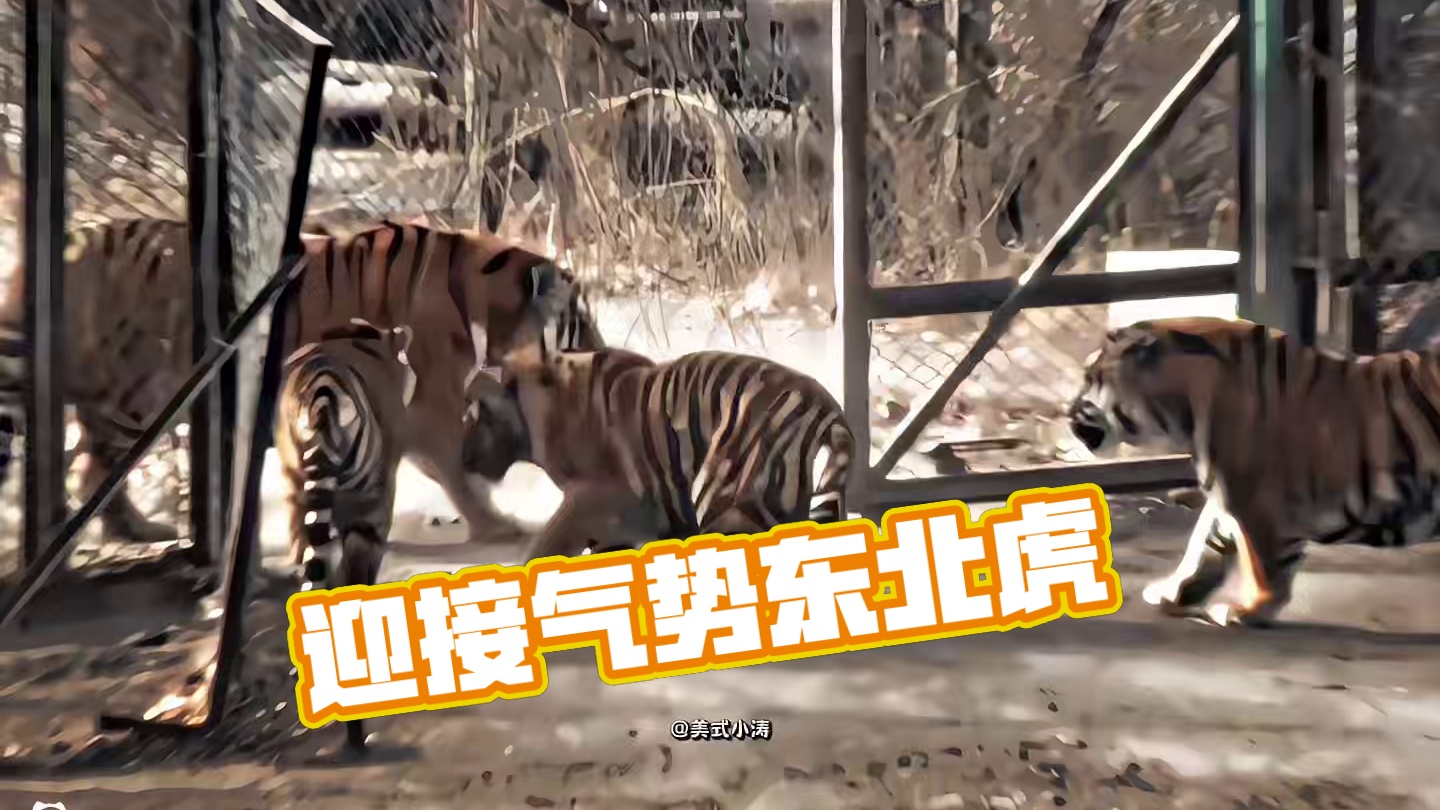 “迎接你们的王 ”#东北虎 #老虎 #气势