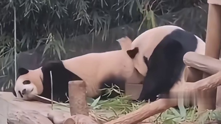 福宝是什么搞笑女！