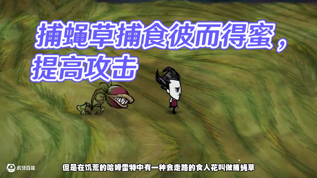 饥荒单机版：总爱追着人跑的捕蝇草有什么用？ #饥荒