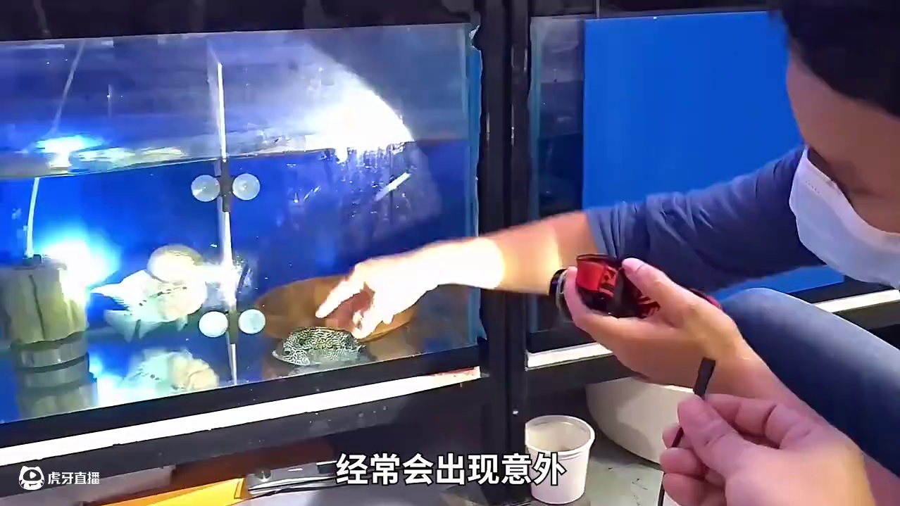 <第2/3集>罗汉鱼的秘密，聪明有眼力，不愧是鱼界智商担当 
