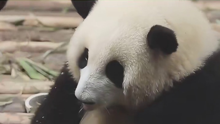 果赖：我已经不是从前的花花了！