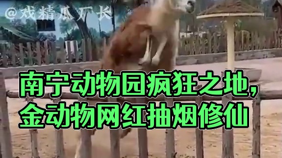 南宁动物园的动物真的还有正常的吗？ #南宁动物园 #动物 #搞笑 #抽象 #万万没想到