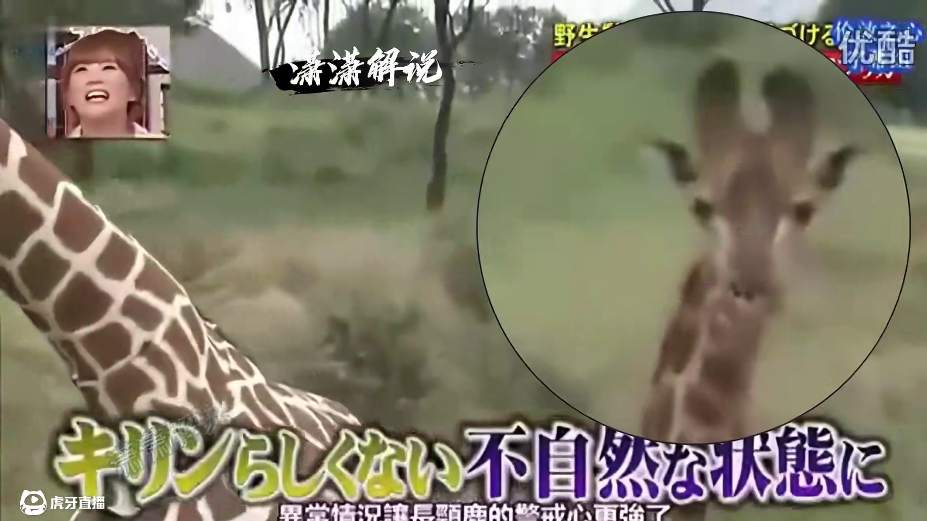 你见过这样的长颈鹿吗？ #这谁顶的住啊 #奇葩综艺 #综艺搞怪