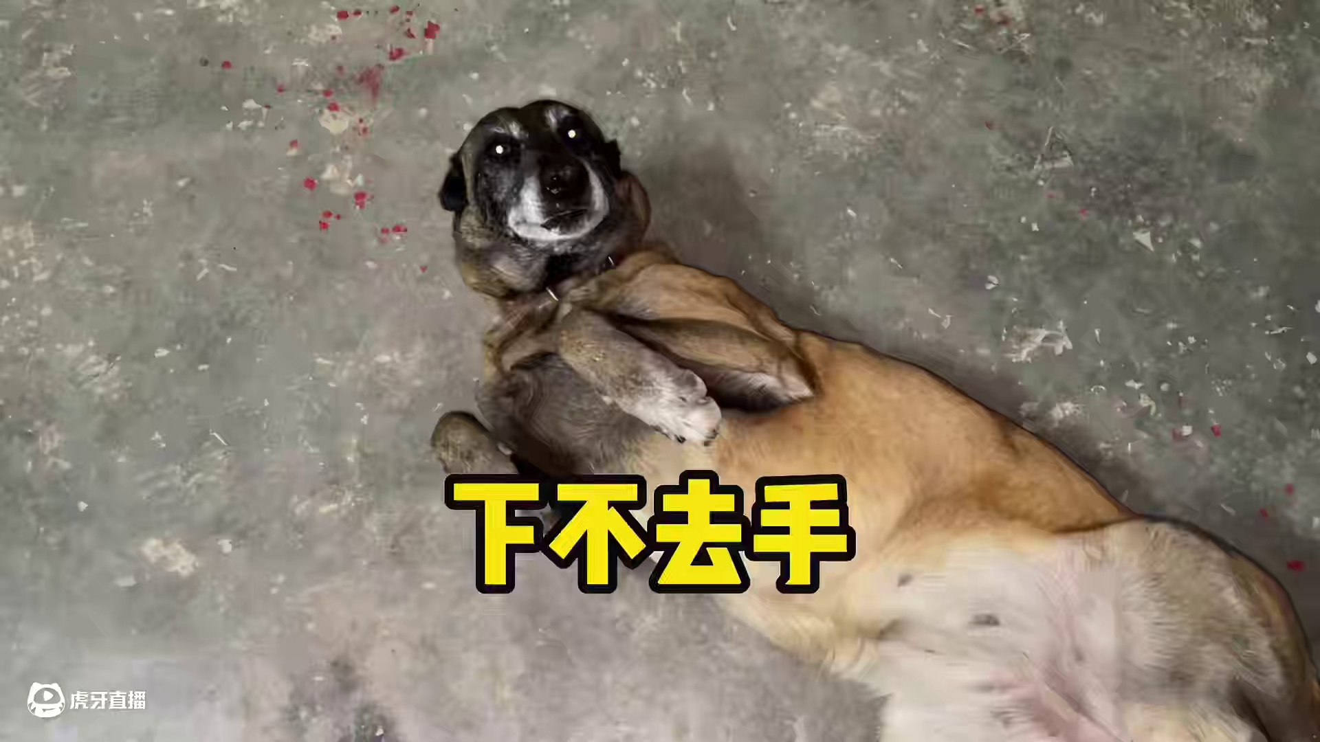 必须第一时间“网曝”她！ #狗狗#情感 #农村