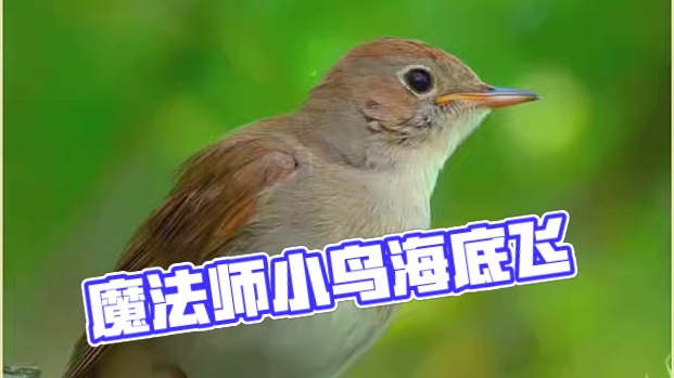 鸟届魔法师河乌