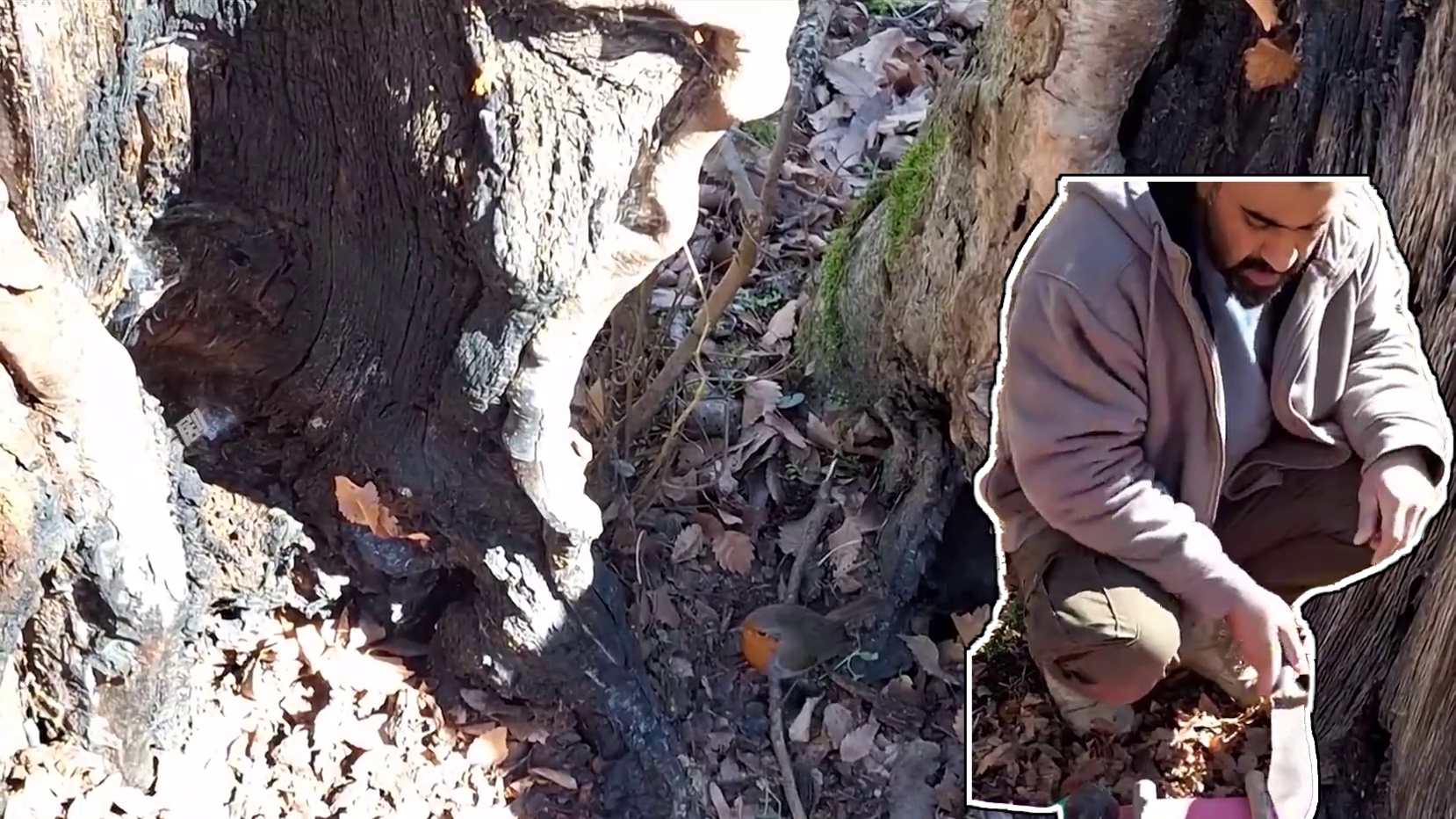 男人在千年古树中搭建了个庇护所，足够抵御野猪袭击#荒野建造 #野外生存 #户外露营 #原始技术 #庇