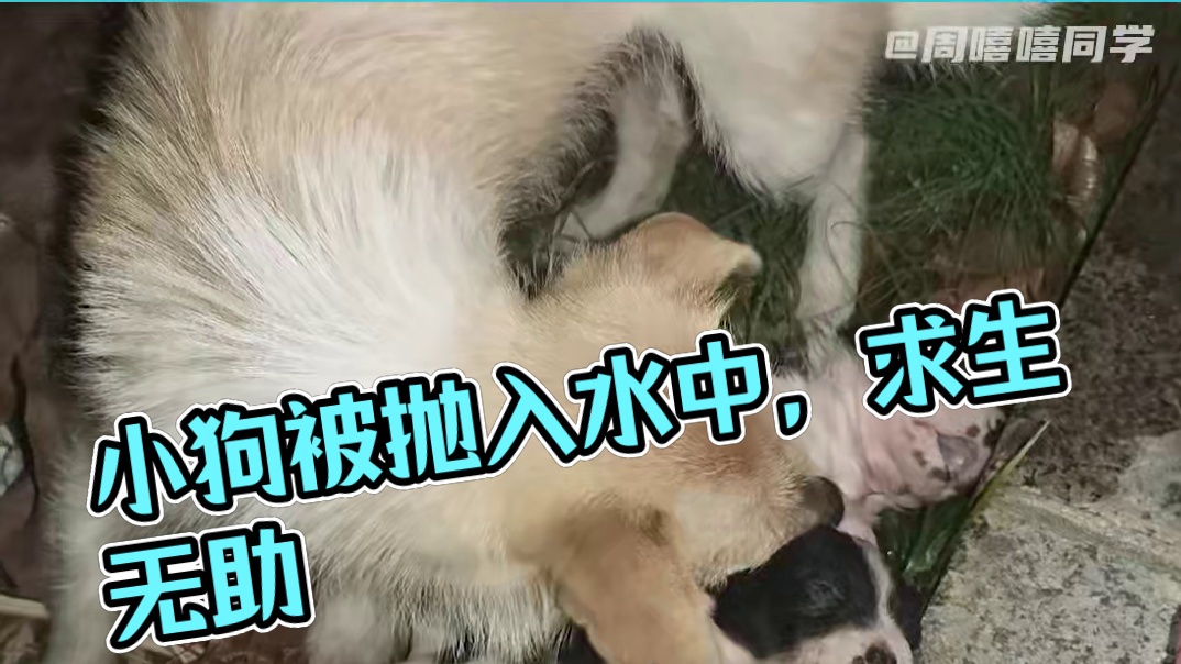 可是小狗做错了什么呢#小狗 #保护动物