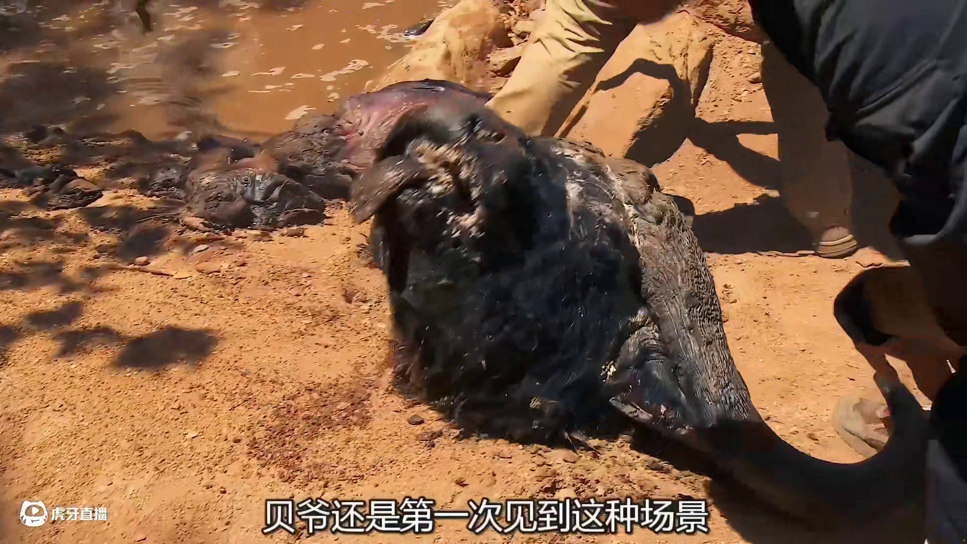 贝爷带领一位名人荒野求生，吃野生牛舌，喝驼奶