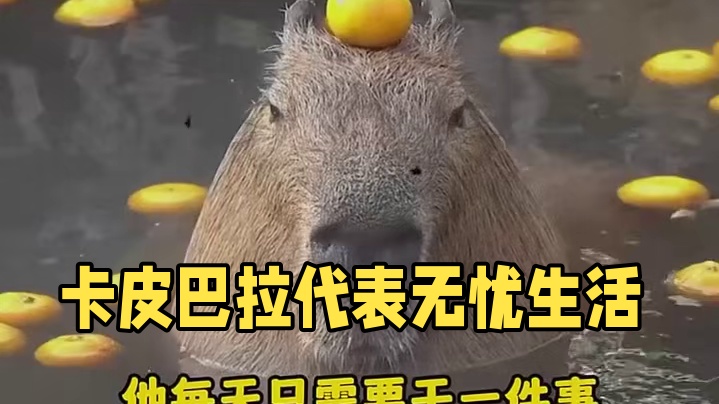 卡皮巴拉代表的是一种生活态度