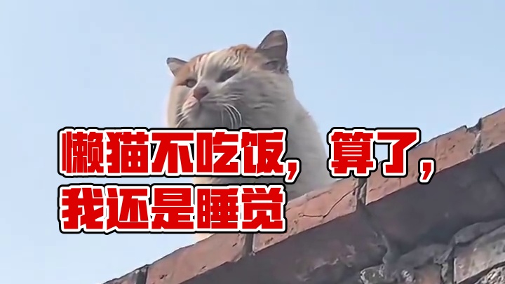 #搞笑配音 算了，我还是睡觉吧。#猫咪