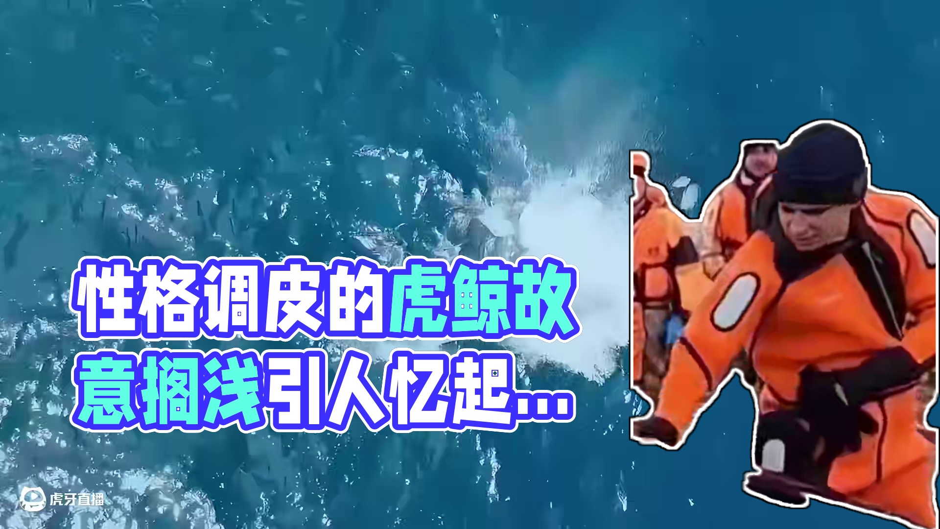 性格调皮搞怪的虎鲸，喜欢将人类当成小猫小狗