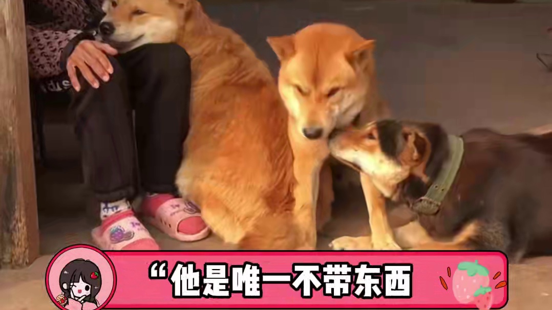 救命啊~这个世界真的不能没有小狗#萌宠出道计划 #狗狗 #这世界不能没有狗狗 #温馨 #娱乐评论大赏