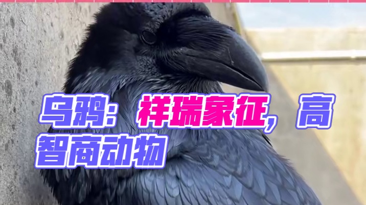 原来乌鸦带来的不是厄运而是神圣的象征！#乌鸦 #鸟类 #神奇动物 #乌鸦代表祥瑞 #万万没想到