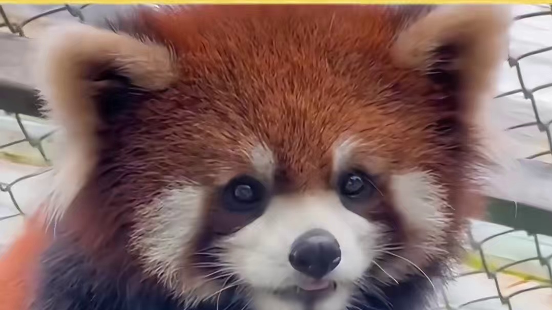 小熊猫是最最最可爱的宝宝