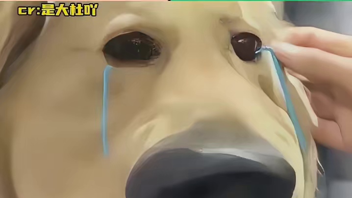 就连路边的狗狗都有遗憾了