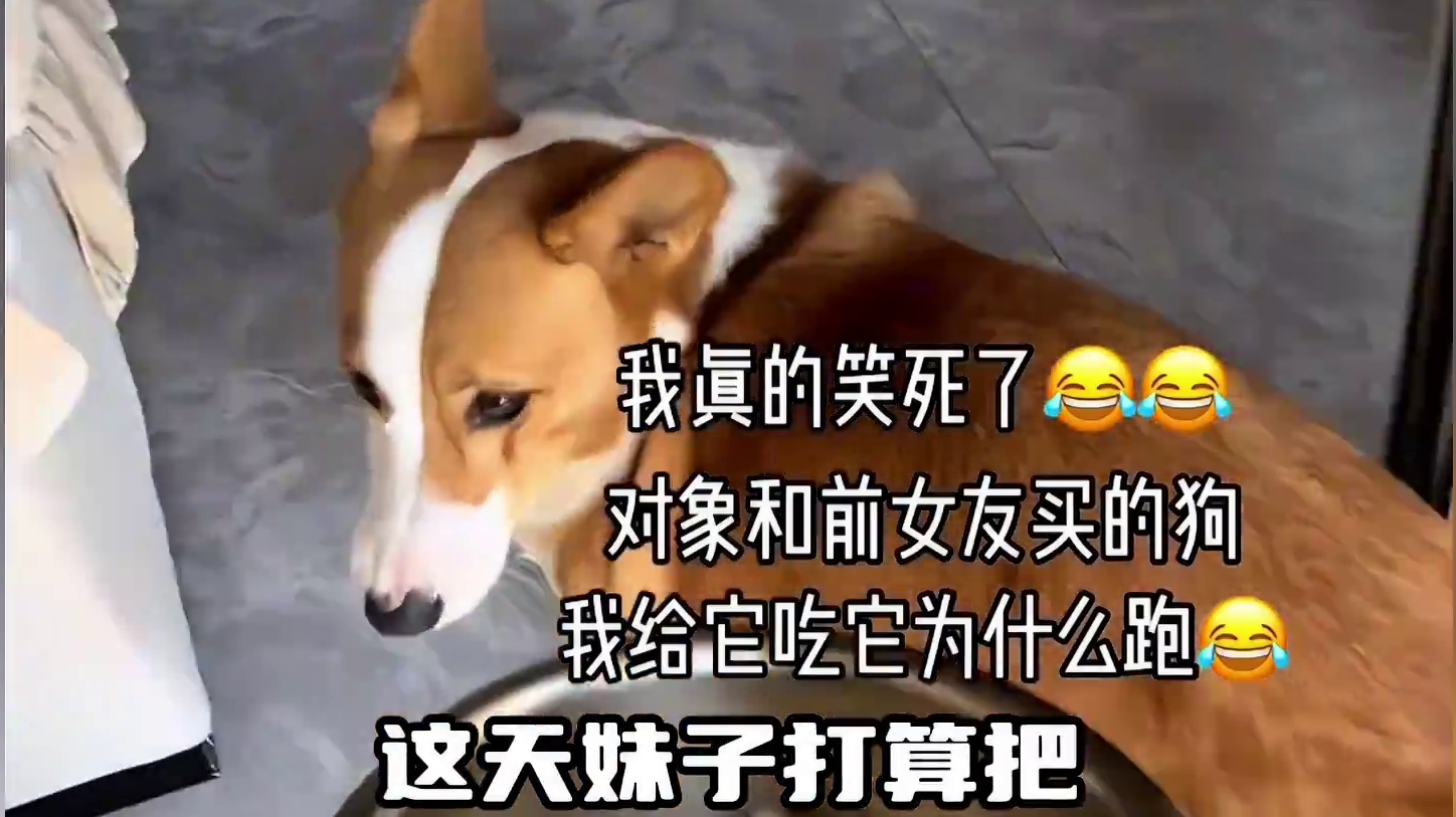 柯基：这后妈无事献殷情，想必是要我的狗命