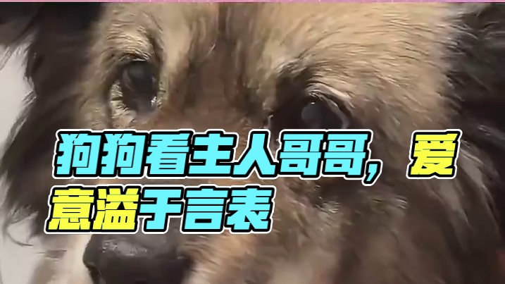 狗狗比你想象的还要爱你啊