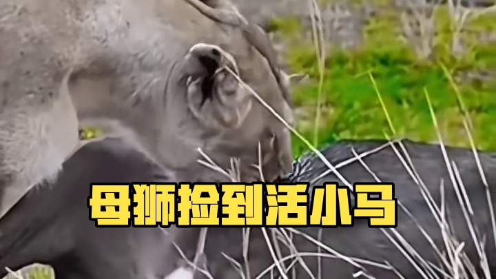 母狮路边捡到一份豪华自助餐