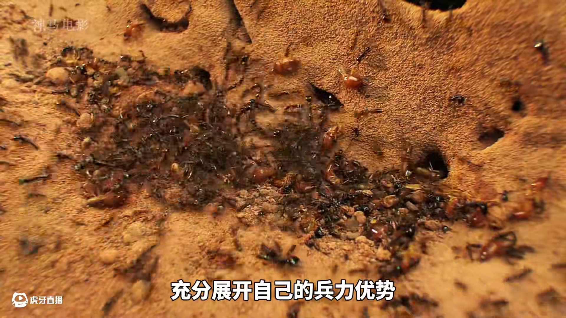 行军蚁vs白蚁，蚁族史诗级的战役，蚂蚁也疯狂#纪录片 #动物世界 #野生动物 #内容启发搜索