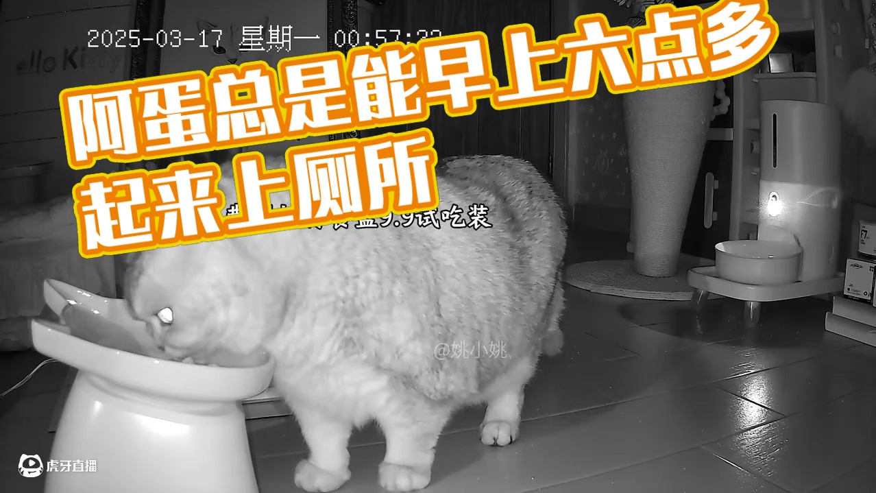 阿蛋总是能早上六点多起来上厕所 #监控下的猫咪 #猫届超自律生活记录