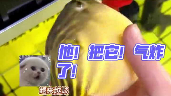 他！把它！气炸了！ #万万没想到  #河豚   #娱乐评论大赏