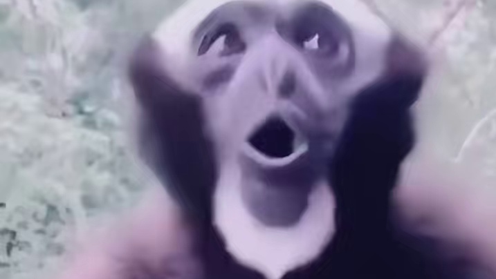 卡皮巴拉的内心戏被扒的底裤不剩