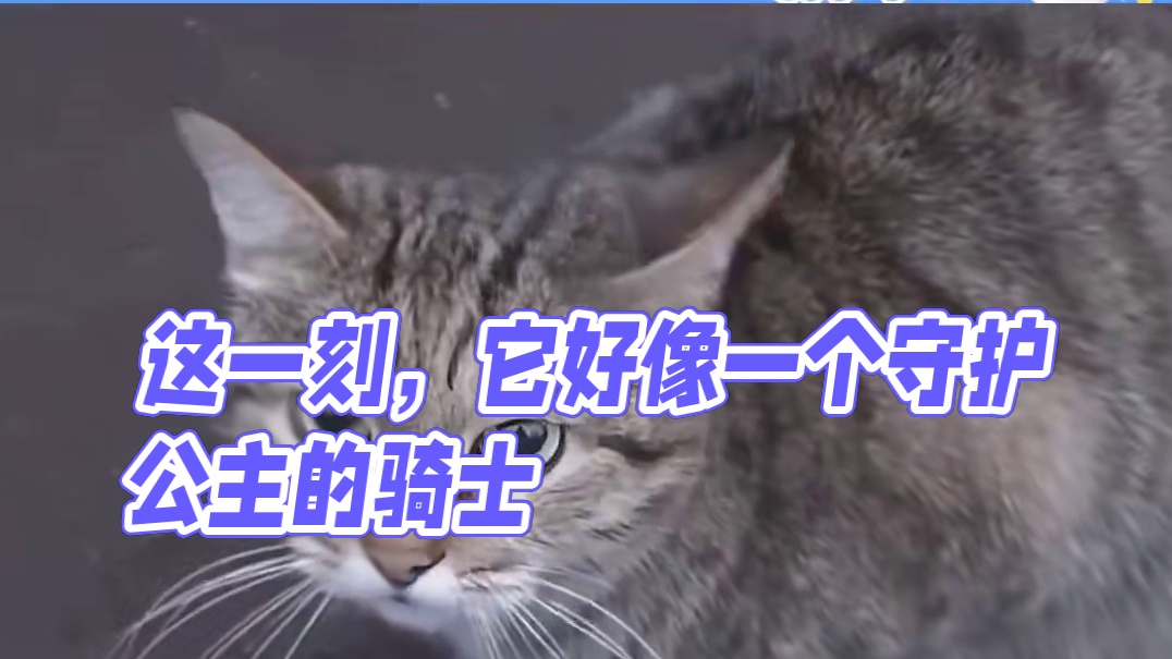 这一刻，它好像一个守护公主的骑士