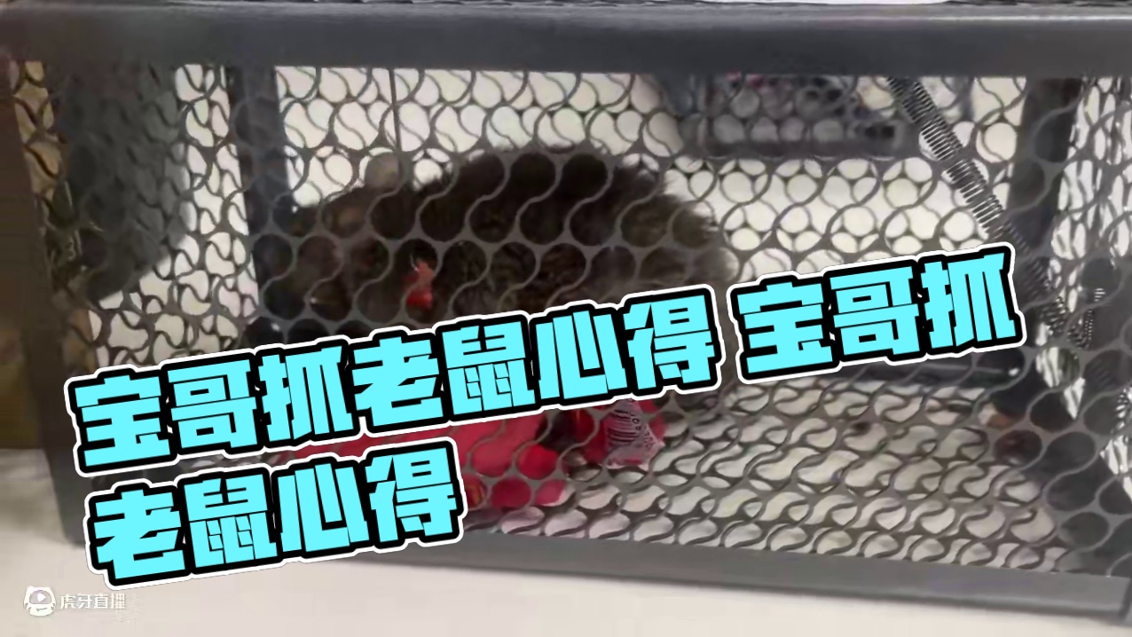 宝哥抓老鼠心得 宝哥抓老鼠心得#老鼠 #抓鼠 #鼠笼 #抓鼠神器 #监控下的一幕