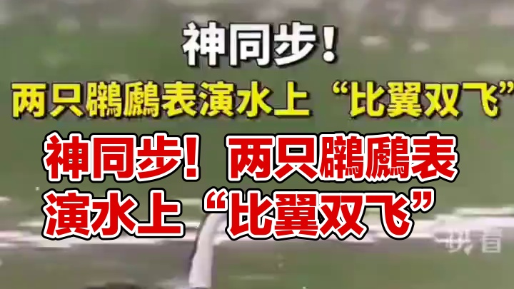 神同步！两只鸊鷉表演水上“比翼双飞”。#趣闻  #动物