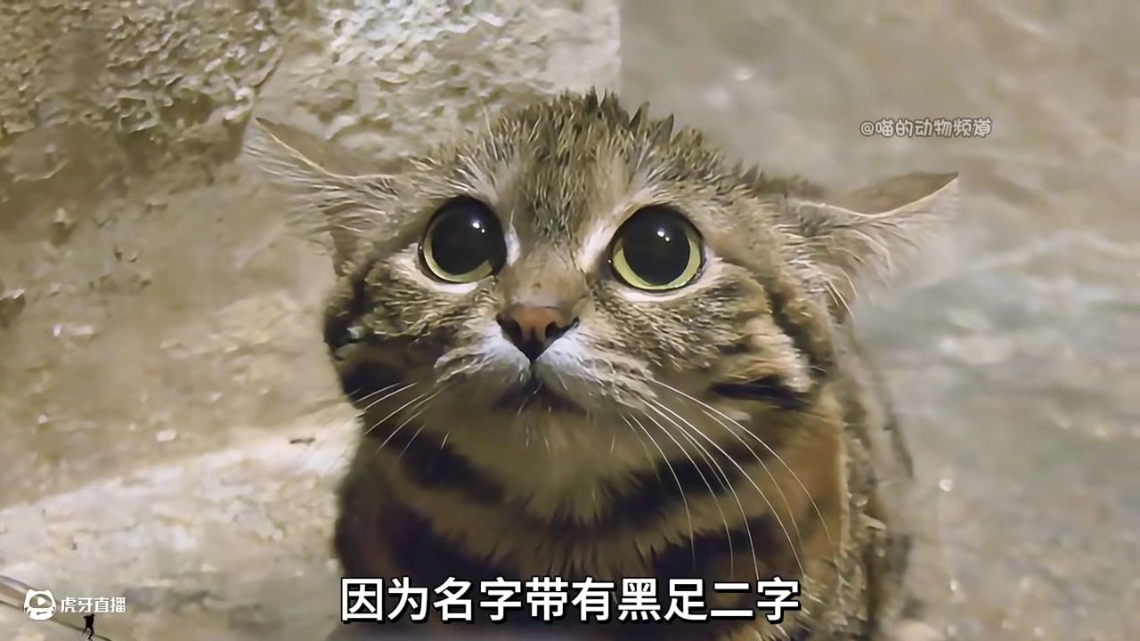 世界上最凶猛的猫...嗯，太凶猛了... #黑足猫 #猫咪的迷惑行为 #一代人有一代人的动物世界 #