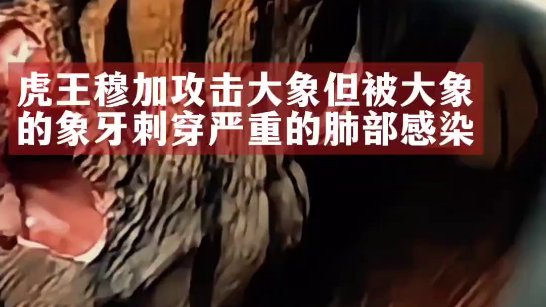 虎王穆加攻击大象 结果被大象的象牙刺穿 肺部严重感染 最后离世#大象 #老虎