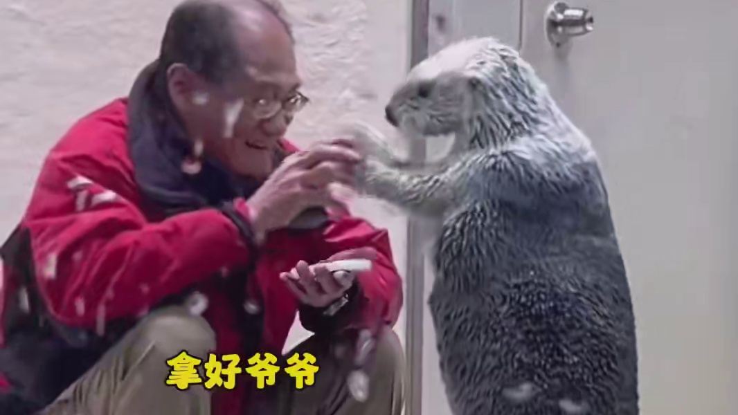 被海獭宝宝萌晕了