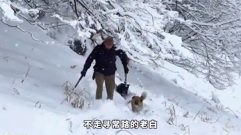 男人在零下30度的寒冬，竟然徒手打造出可以居住的庇护所！ #野外建造 #解压 #荒野建造