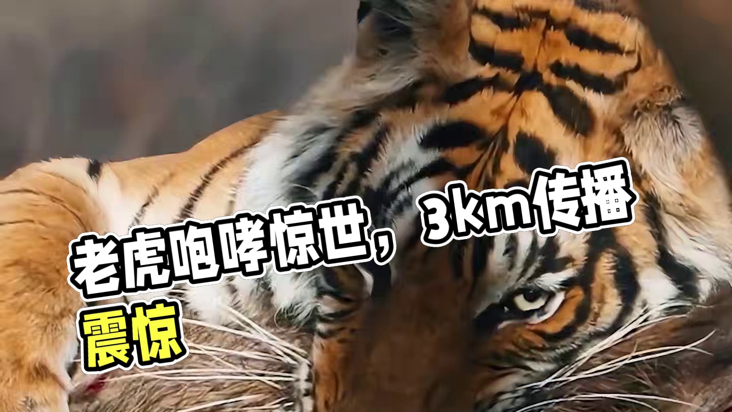 万兽之王的老虎，一声虎啸听的你肝打颤