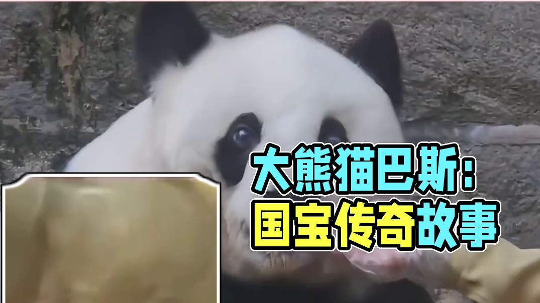 一生都在做贡献的大熊猫巴斯