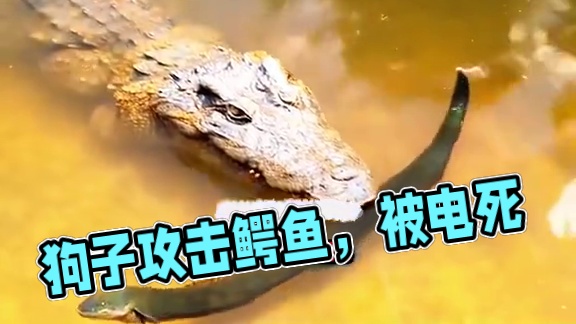 狗子没事鳄鱼居然被电死了#奇妙的动物  #动物世界 #野生动物零距离