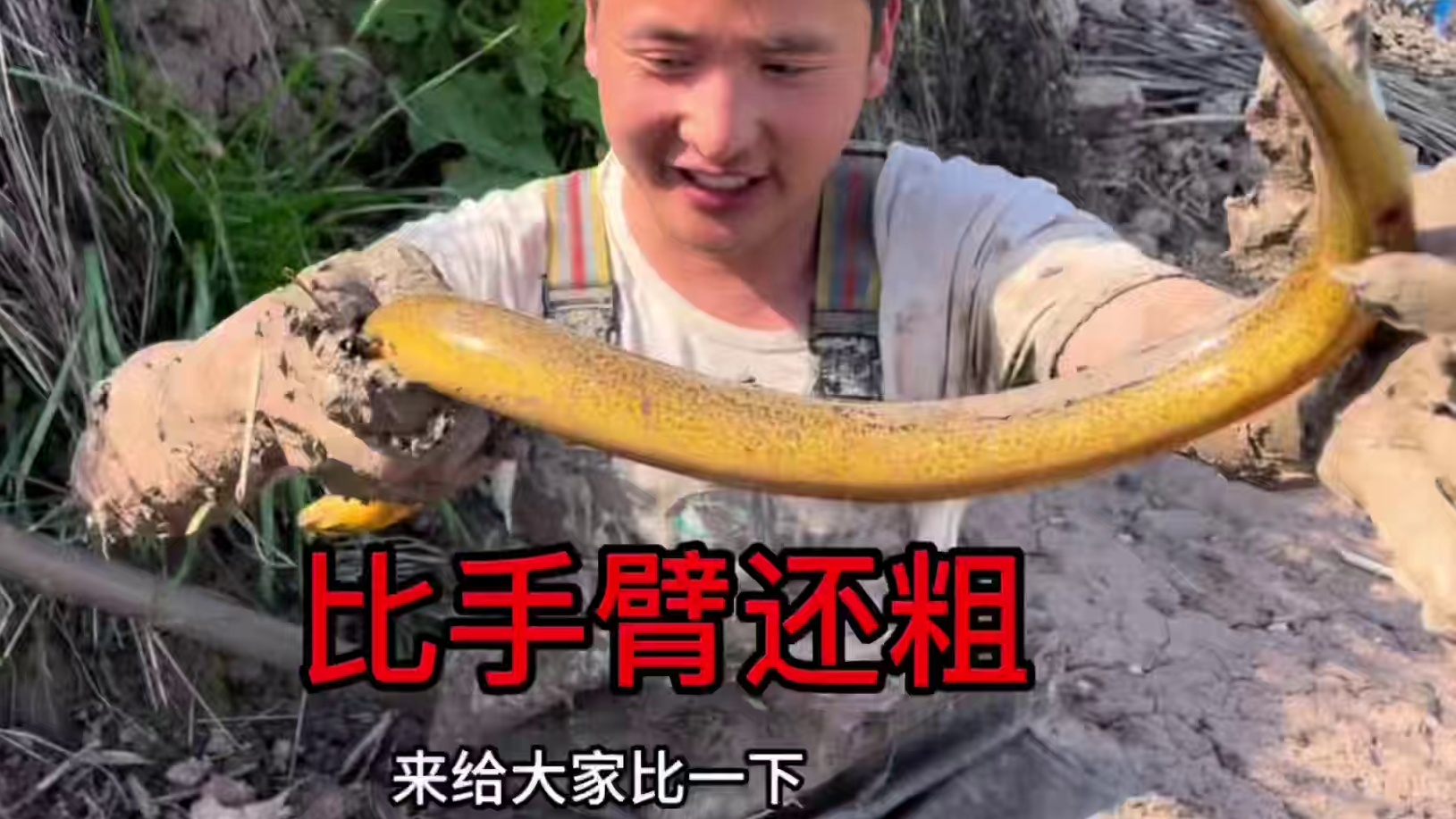 挖到一个比拳头还大的鳝鱼洞，出货瞬间美女都惊呆了，比手臂还粗 #户外 #我的乡村生活 