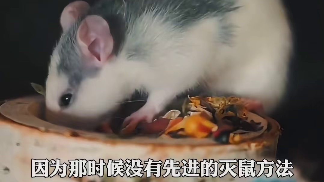 橘猫从古至今都是团宠啊