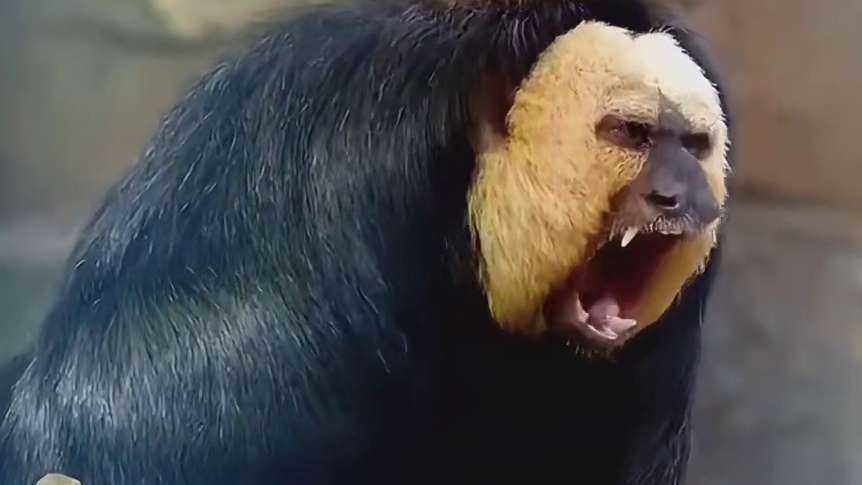 别说 你还真别说 越看越可爱了怎么回事