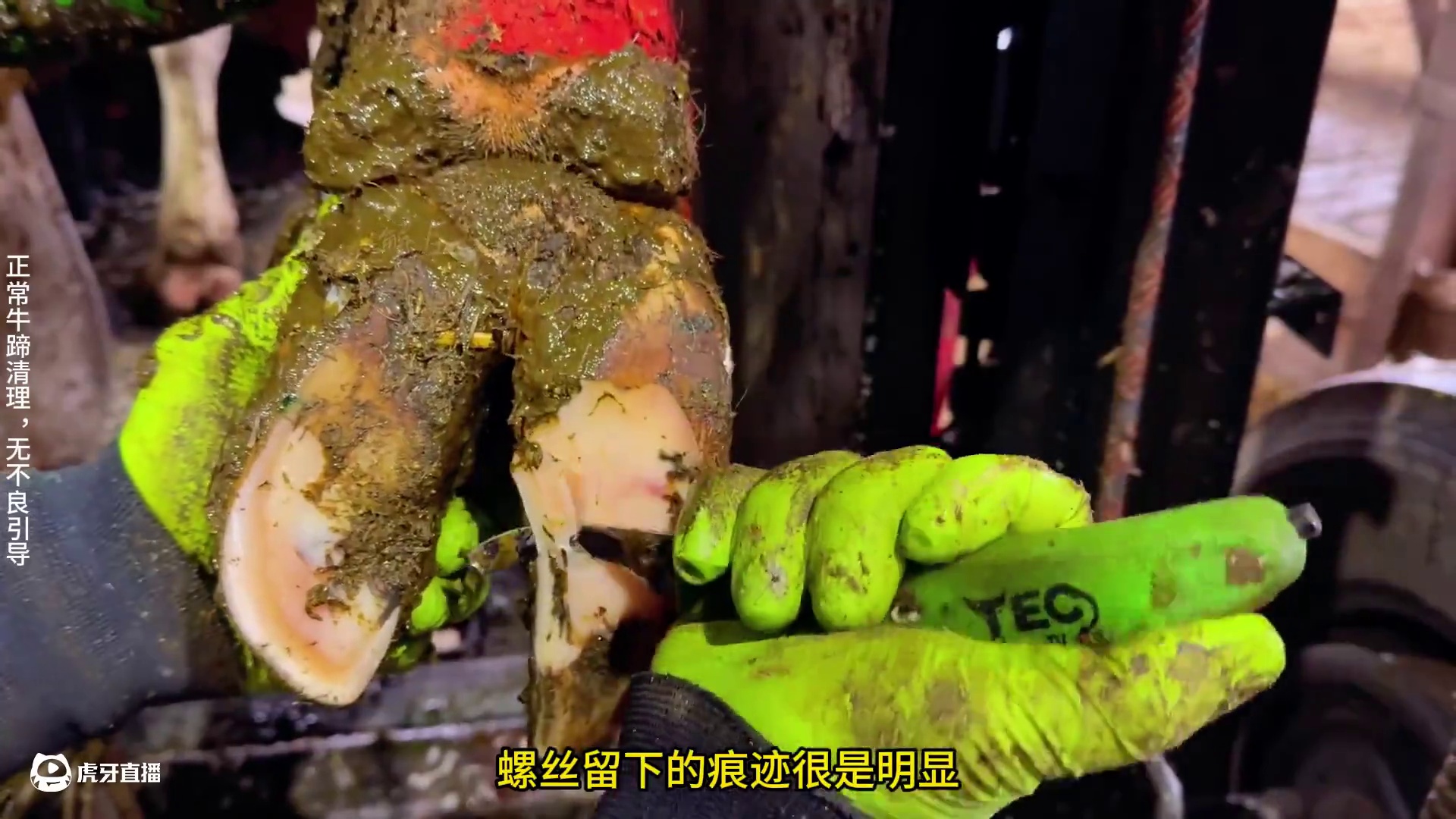 到底犯了什么天条竟然让牛牛带上了脚镣#修蹄 #助眠 #强迫症 #极度舒适 #解压