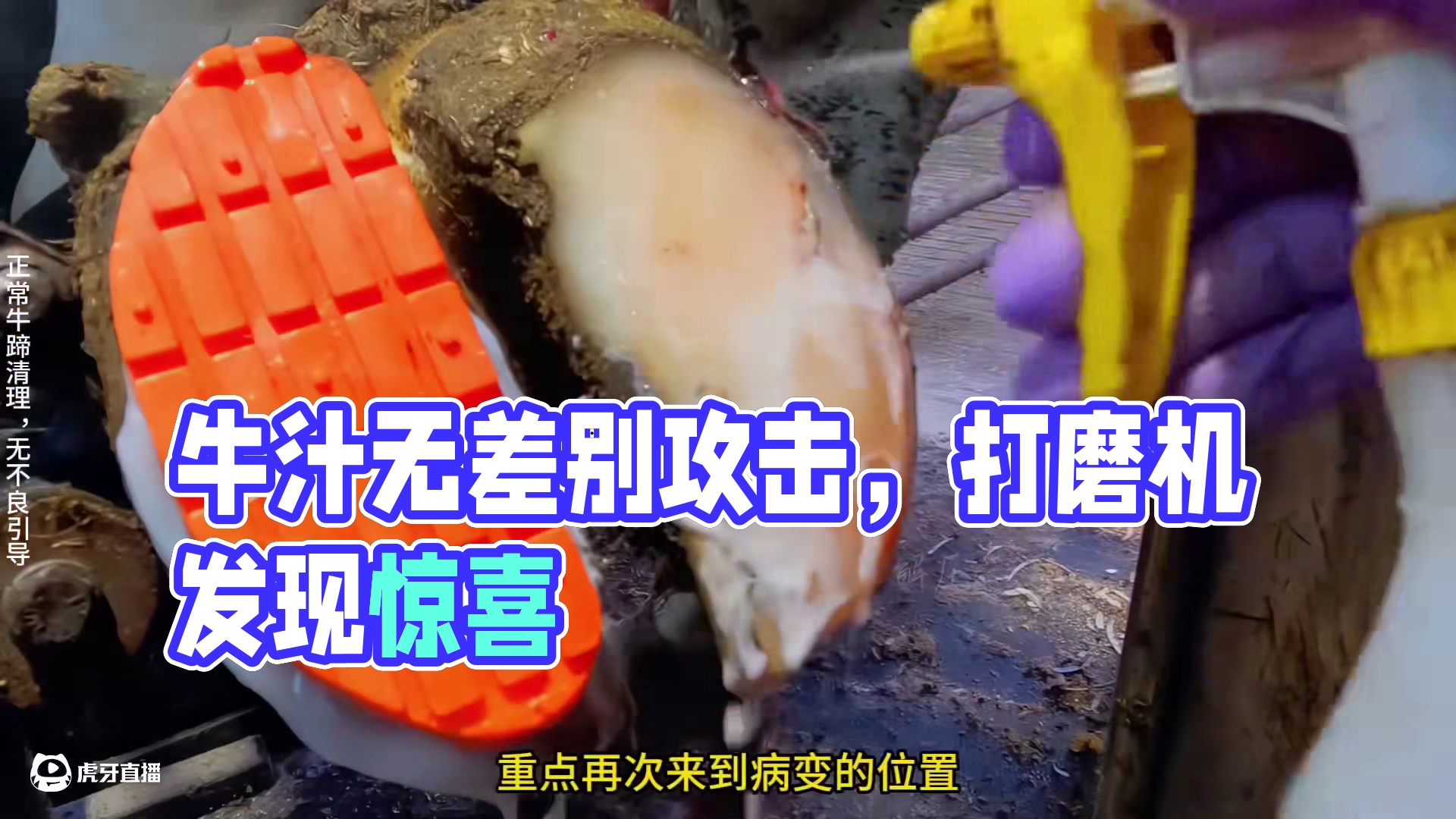 炸了，炸了，牛汁已经形成了无差别攻击 #修蹄 #解压 #强迫症 #助眠 #极度舒适