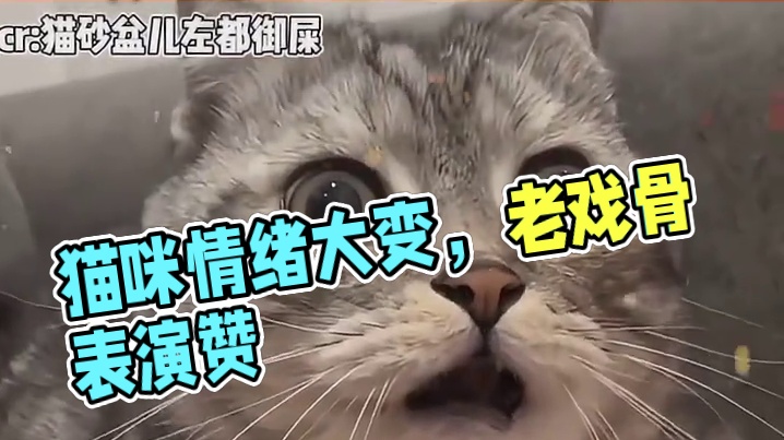 猫咪的表演真是出神入化