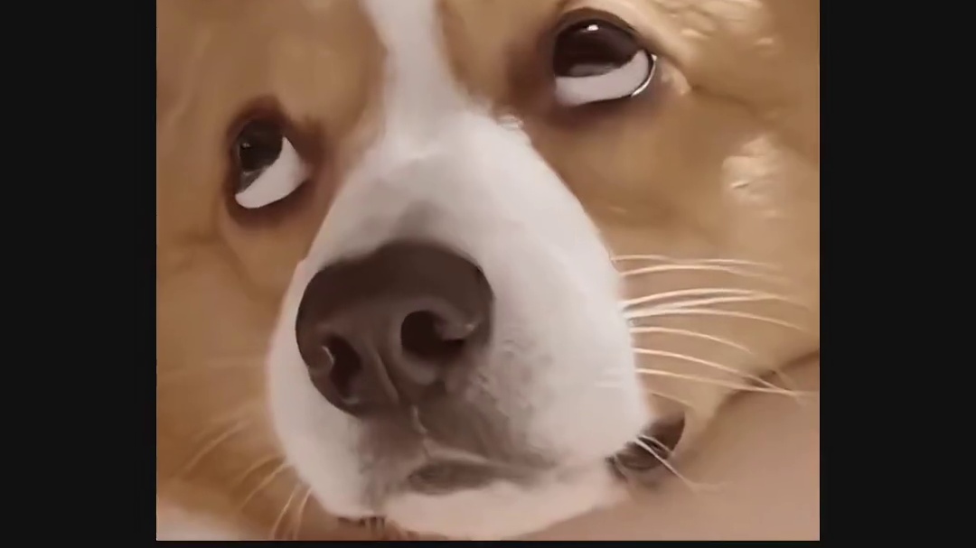 见过狗，没见过这么狗的