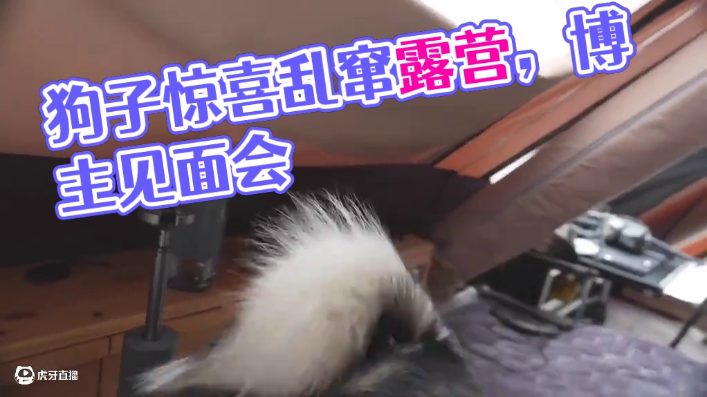 拖车露营（三）带着狗子去露营，想不到它四处乱窜搞出了露营博主见面会。。。#露营 #助眠 #解压 #哈