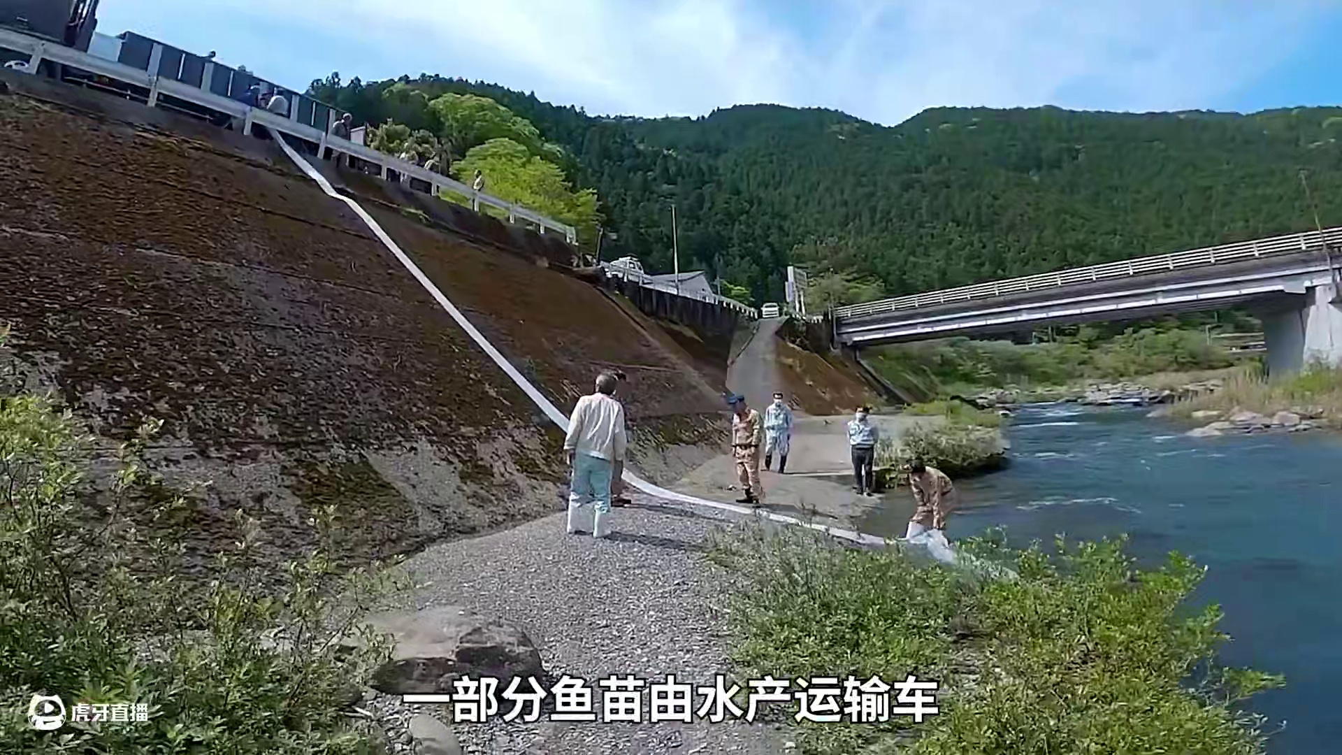 <第3/3集>香鱼的秘密，养殖过程大开眼界 