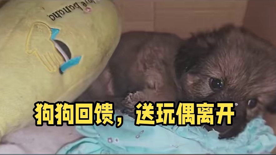 狗狗虽然不会说话 但是它会用行动表达