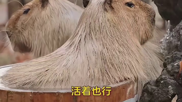 活之吾幸，死之吾命