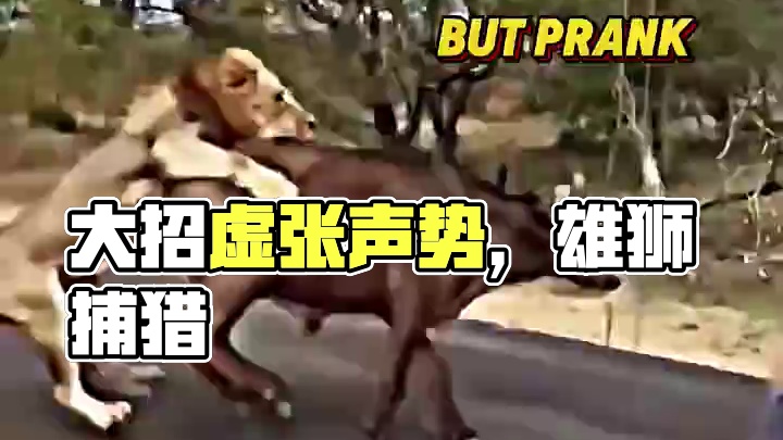 还以为要发什么大招原来只是虚张声势#狮子 #雄狮 #捕猎