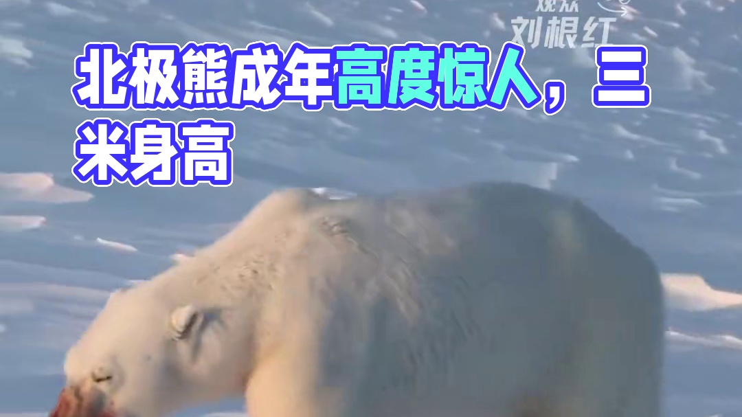 我还以为它就和熊猫差不多大#北极熊 #动物 #神奇动物 #震惊 #万万没想到